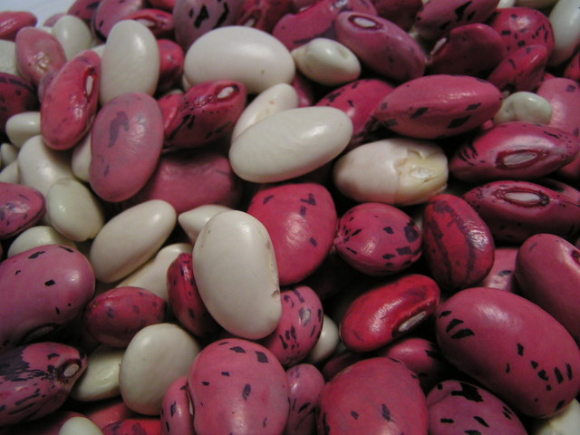 červené a bílé fazole